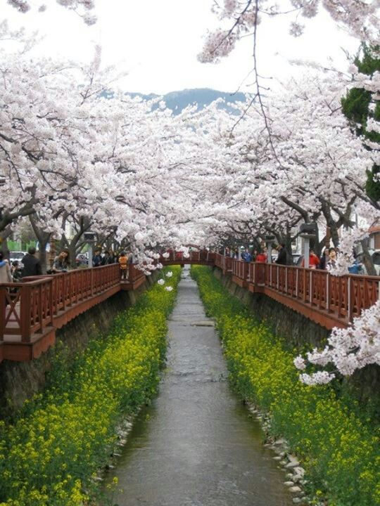 Cherry Blossom at Busan, Korea